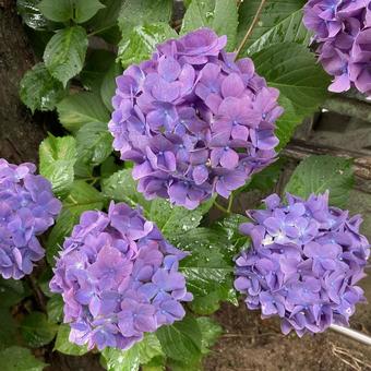 紫陽花の花ー雨に濡れる 紫陽花の花ー雨に濡れる 紫陽花,雨,梅雨の写真素材