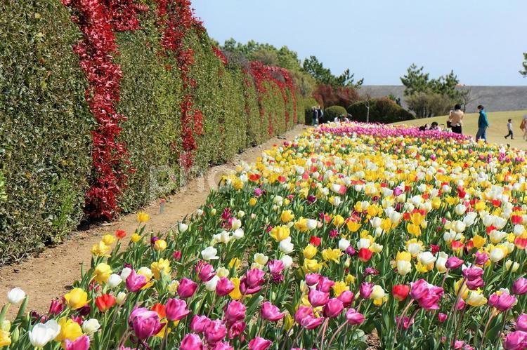 チューリップの鮮やかさ チューリップ,ピンクの花,黄色の写真素材