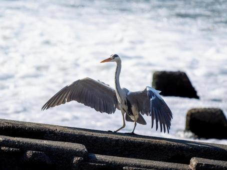 羽ばたくアオサギ 羽ばたくアオサギ サギ,アオサギ,野鳥の写真素材