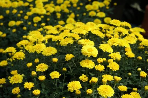 和菊・わぎく 和菊・わぎく 和菊・わぎく,風景マクロ,わぎくの写真素材