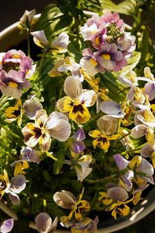 ビオラ ビオラ 花,フラワー,フローラルの写真素材