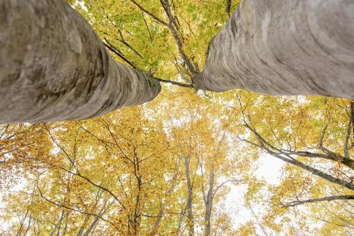 林の中の黄色い紅葉 紅葉,黄色,二本の木の写真素材