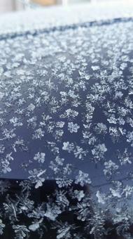 お花の様な雪の結晶 雪の結晶,雪,結晶の写真素材