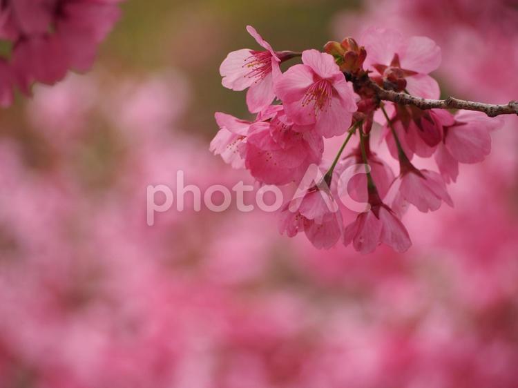日本の春　桜　ヨウコウザクラ⑫ 桜,春,春の花の写真素材