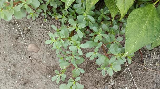 栄養価が高いといわれる雑草スベリヒユ 栄養価が高いといわれる雑草スベリヒユの写真