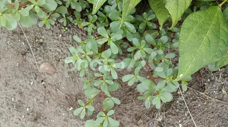 栄養価が高いといわれる雑草スベリヒユ すべりひゆ,雑草,植物の写真素材