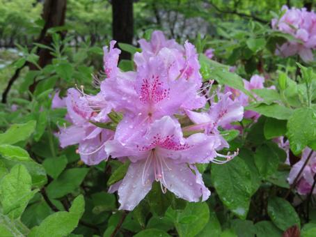 姫路の花 姫路,花,庭の写真素材