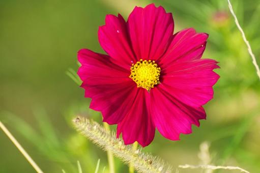コスモスの花 コスモスの花の写真