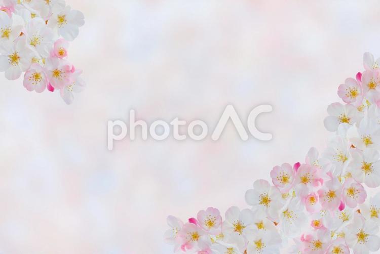 ピンク背景の可愛い桜のフレーム サクラ,桜,さくらの写真素材
