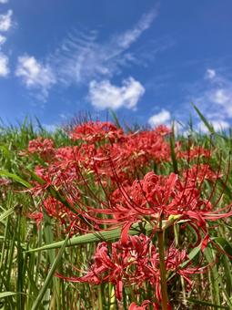 風景_164 自然,風景,青空の写真素材