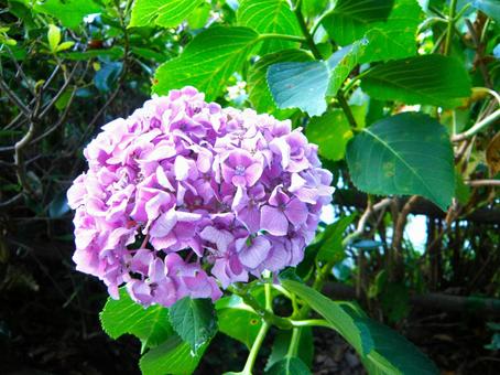 紫陽花の写真