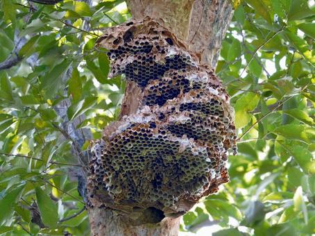 崩壊したスズメバチの巣 キイロスズメバチ,スズメバチ,蜂の写真素材