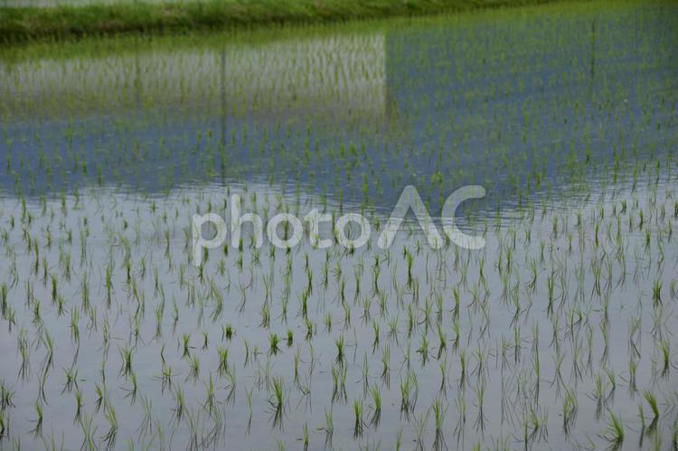 田植えの季節　美しい日本の水田 田植え,日本,風景の写真素材