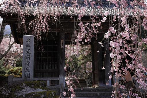 光前寺のしだれ桜 光前寺のしだれ桜 しだれ桜,桜,さくらの写真素材