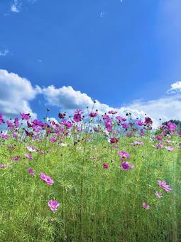コスモス コスモス,風景,秋の写真素材