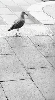 鳥 鳥の写真