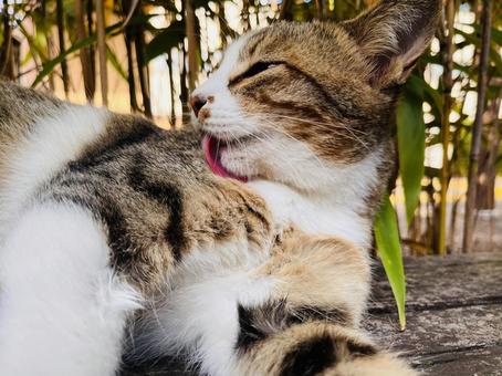 可愛いにゃんこ ねこ,ネコ,かわいいの写真素材
