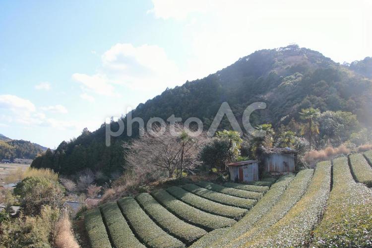 岡部の茶畑 静岡県,岡部町,茶畑の写真素材