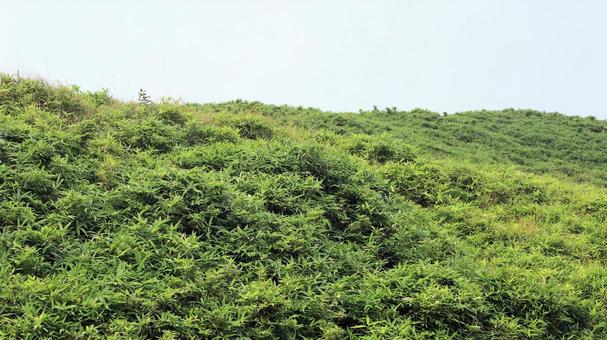 クマザサに覆われる箱根駒ケ岳山頂 クマザサに覆われる箱根駒ケ岳山頂の写真