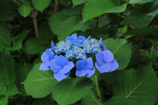 [Flower photo] Hydrangea_0609-13, JPG