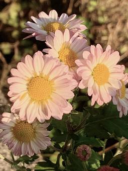 白とピンクのバイカラーの菊 白い花,ピンク,バイカラーの写真素材