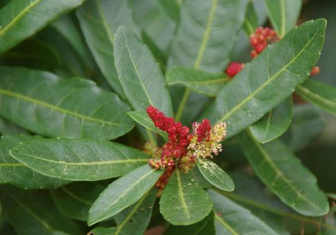 コウシュンヤマモモの写真