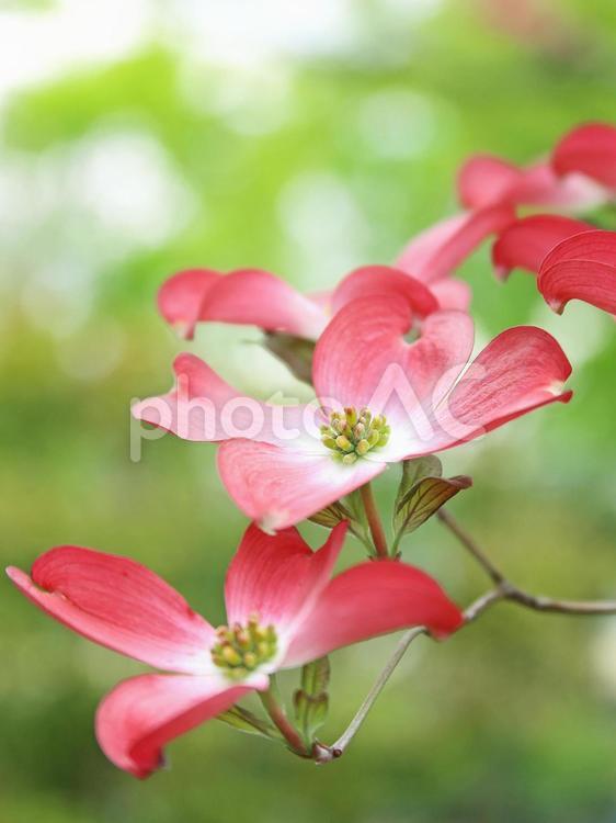 ハナミズキ　花水木　赤い花 ハナミズキ,花水木,春の花の写真素材