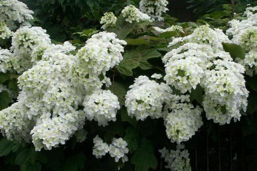 カシワバアジサイの咲く風景 カシワバアジサイの咲く風景 かしわばあじさい・柏葉紫陽花,花木,壁紙の写真素材