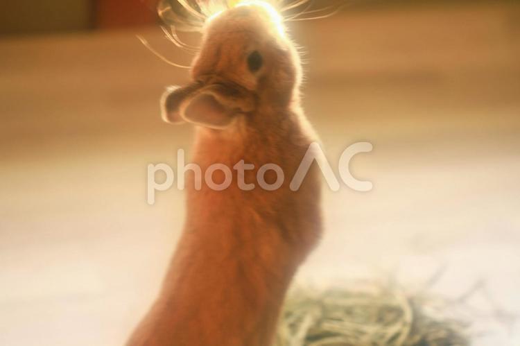 我が家の家族5 かわいい,動物,小さいの写真素材