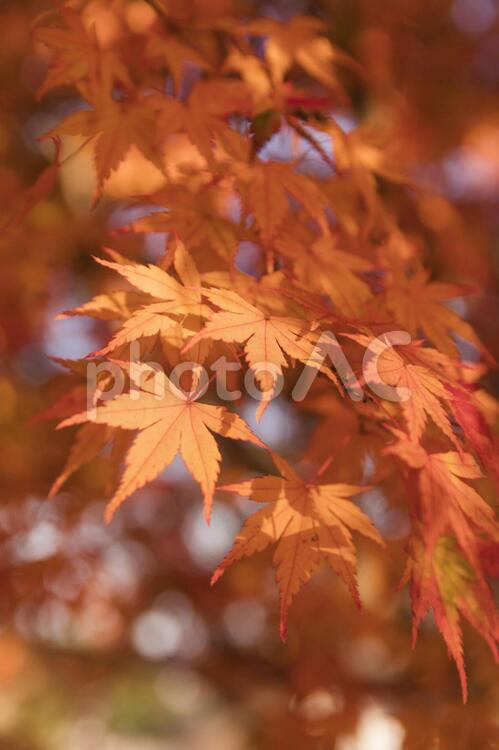昭和記念公園の美しい紅葉 紅葉,秋色,楓の写真素材