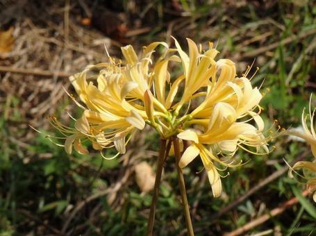 [Photo of cluster amaryllis] Scenery of cluster amaryllis blooming, JPG