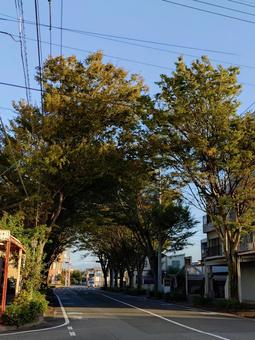 ケヤキのトンネル並木道 9 けやき,ケヤキ,晴れの写真素材