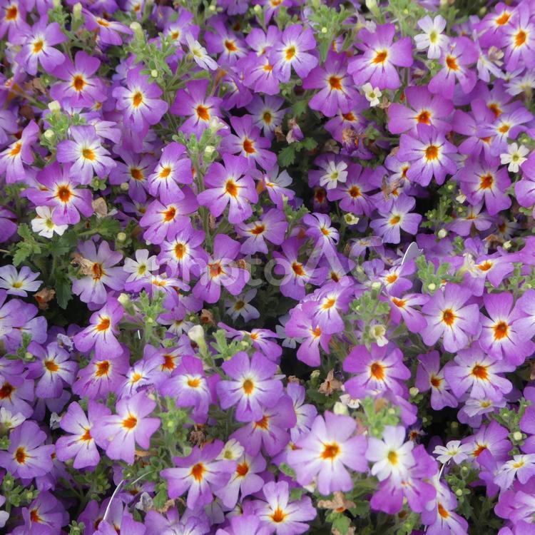 ジャメスブリテニア サファリモーブスカイ 花,ジャメスブリテニア,サファリの写真素材