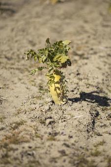 畑に植えられた大根 畑に植えられた大根の写真
