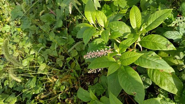 毒をもつ植物ヨウシュヤマゴボウの花 毒をもつ植物ヨウシュヤマゴボウの花の写真