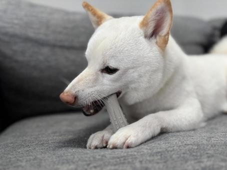 かみかみ柴 犬,柴犬,白柴の写真素材