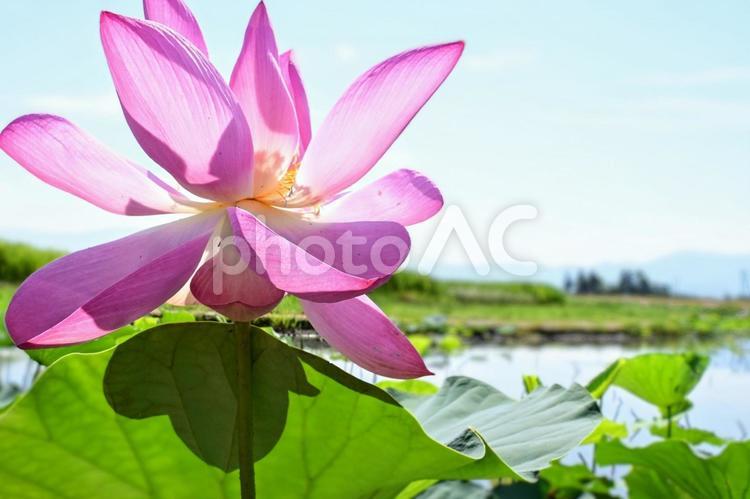 夏の光を浴びる蓮：水辺の風景 ハス,蓮の花,ピンクの写真素材