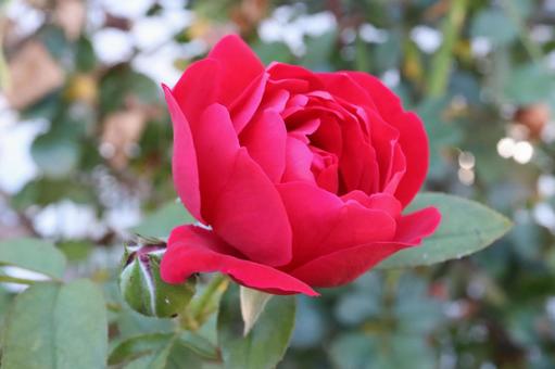 バラ園の赤い薔薇を撮った写真です バラ園の赤い薔薇を撮った写真ですの写真