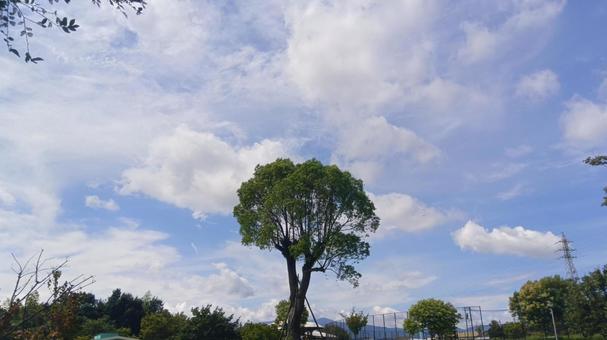 樹木 樹木 樹木,公園,敷地の写真素材