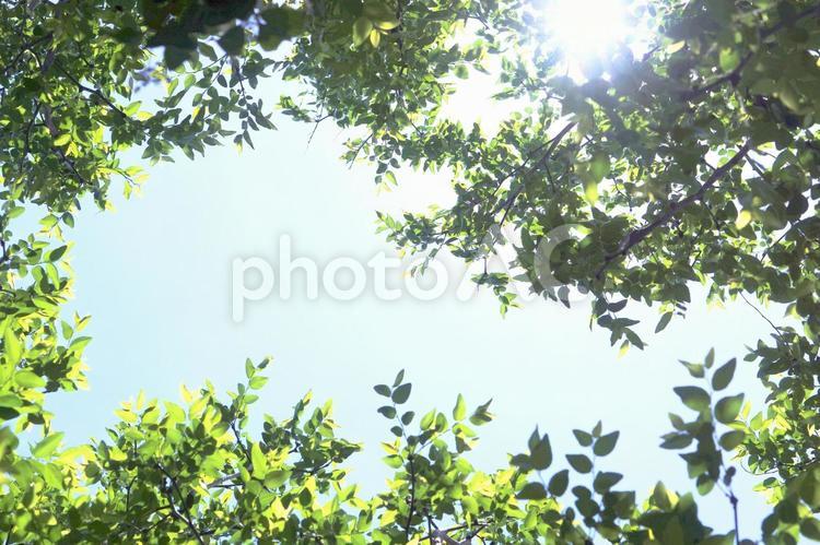 新緑　どこまでも続く青い空ときらめく太陽 新緑,青空,空の写真素材
