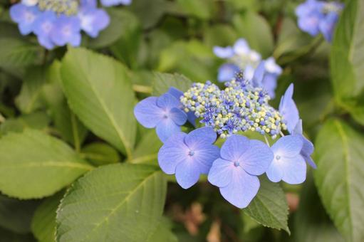 Hydrangea 115, JPG