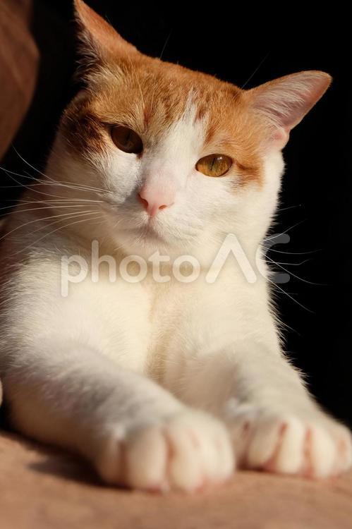 夕暮れの猫_06 猫,ネコ,猫画像の写真素材