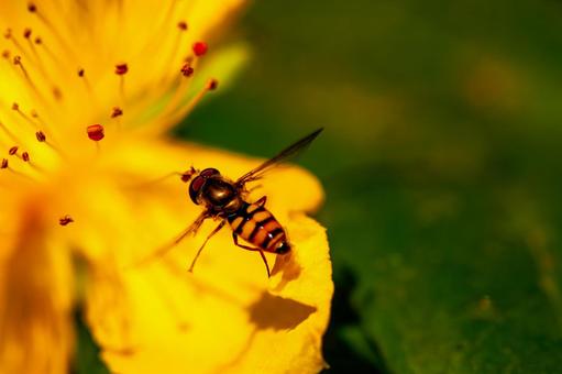 Yellow flower and slender-headed fly, JPG