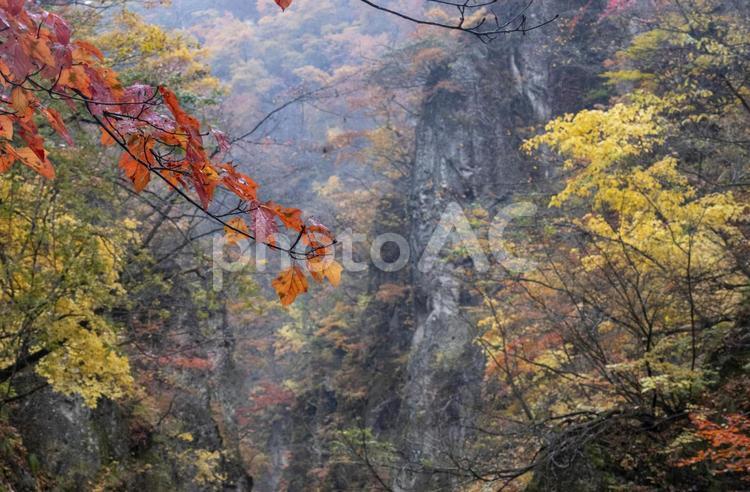 色づいたもみじ 秋の日本の渓谷の風景 秋,渓谷,もみじの写真素材