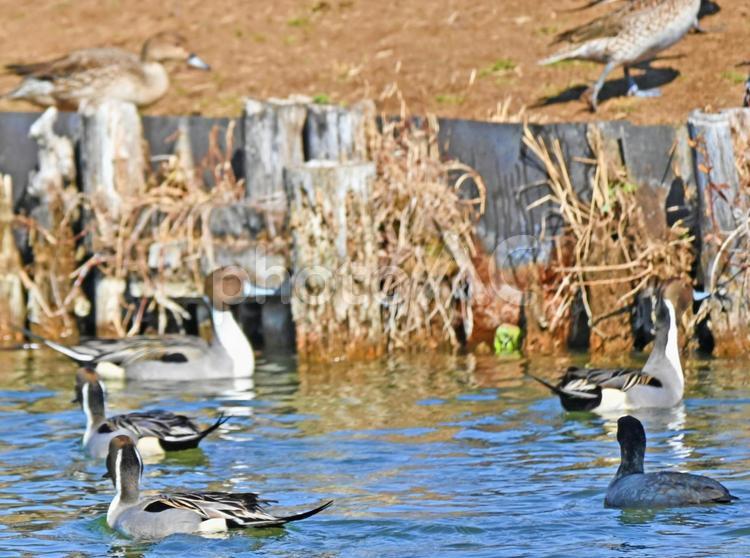 泳ぐオナガガモの群れ オナガガモ,鳥,鳥類の写真素材