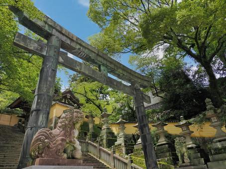 金刀比羅_鳥居_狛犬 金刀比羅_鳥居_狛犬 shrine,琴平,金刀比羅の写真素材