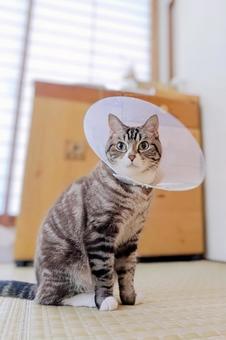 エリザベスカラーを着ける猫 縦 エリザベスカラーを着ける猫 縦 猫,トラ猫,エリザベスカラーの写真素材