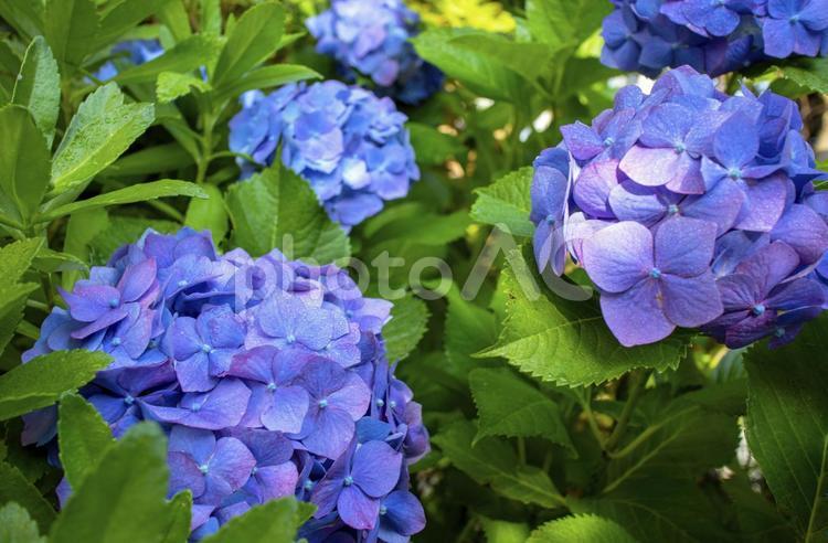 雨上がりの満開の青紫色のあじさいの画像 あじさい,花,紫の写真素材