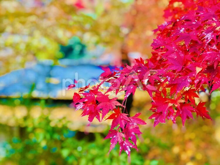 鮮やかなカエデ 秋,葉,自然の写真素材