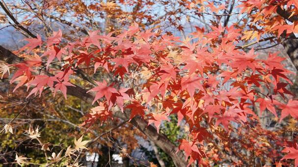 紅葉 紅葉の写真